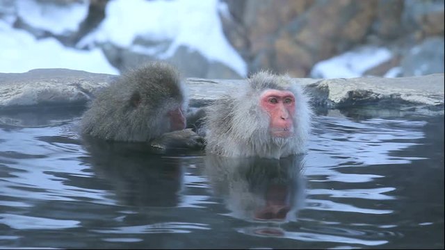 Japanese macaques in hot spring, Jigokudani Monkey Park, Japan