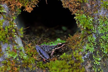 Swinhoe's frog(Odorrana swinhoana)(Boulenger, 1903)