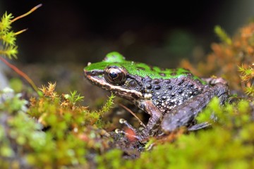 Swinhoe's frog(Odorrana swinhoana)(Boulenger, 1903)