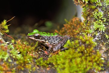 Swinhoe's frog(Odorrana swinhoana)(Boulenger, 1903)