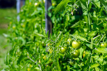 Green tomato fruits hang on stems in the sun in the open from the film greenhouses in the village on the background of the field in the North of Yakutia in the summer.