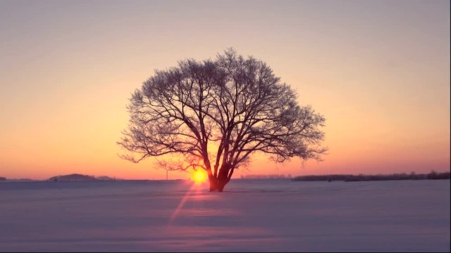 Japanese elm in snowfield at sunrise