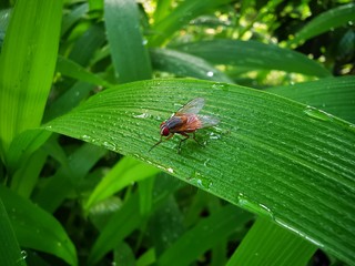 ladybug on leaf
