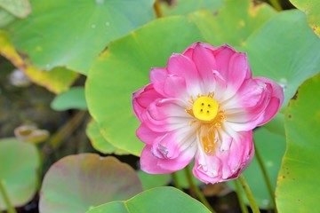 Pink water lily flower (lotus) background