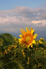 sunflower field on a sunny day