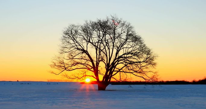 Japanese elm tree in winter at sunset, Toyokoro, Hokkaido, Japan