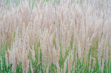 The texture of thick lush pastel-colored panicles against the green grass of the lawn. Texture, background