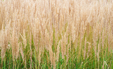 The texture of thick lush panicles of Golden tone against the green grass of the lawn. Texture, background