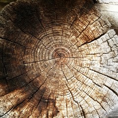 Old wooden log on forest floor. - 281732366