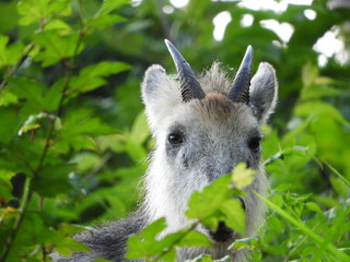 森の中の二ホンカモシカ