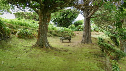 Park mit alten Bäumen