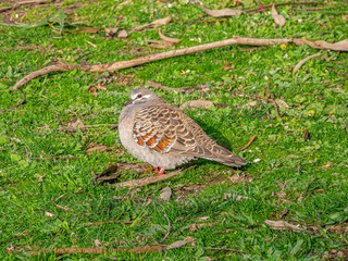 Fat Bronzewing