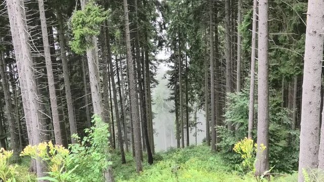 pioggia estiva nel bosco prealpino