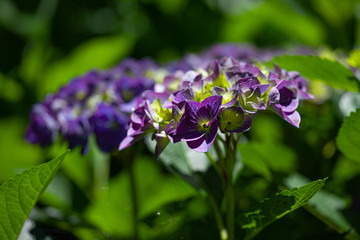 Details of velvet hydrangea blossoms