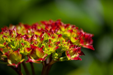 Details of red and green hydrangea blossoms