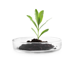 Green plant with soil in Petri dish isolated on white. Biological chemistry