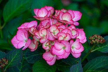 Details of pink hydrangea blossoms