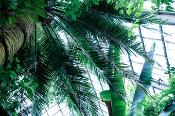 Bright tropical palm tree with green leaves, bottom view