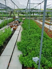 Peppermint's clusters next to a walkway in modern farm's plant house in Thailand