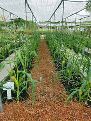 Rows of yellow sweet corns in a modern plant house in Thailand
