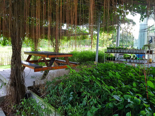 A bench under a tree with air root in a tropical garden