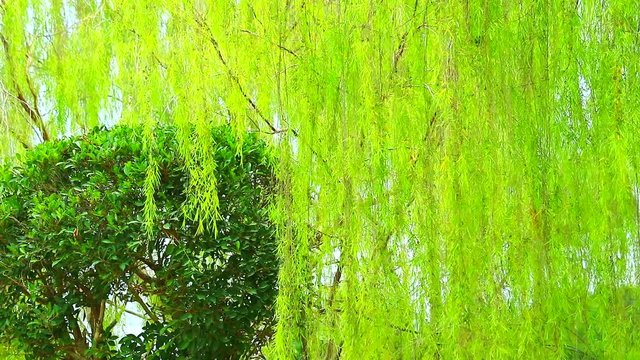 weeping willow tree and light green leaves line in the garden