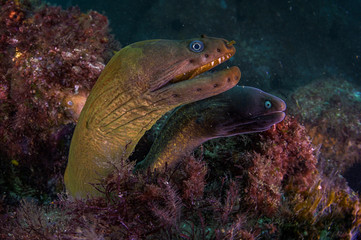 A beautiful common eel close up with teeth