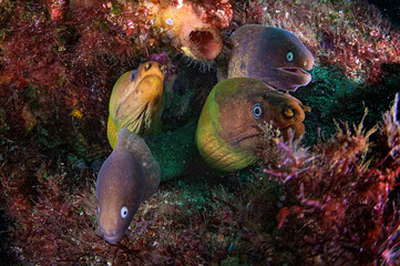 A family of eels in close up with teeth