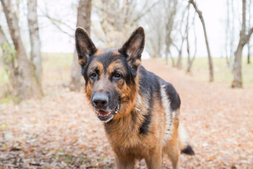 Dog German Shepherd outdoors in an autumn