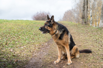 Dog German Shepherd outdoors in an autumn