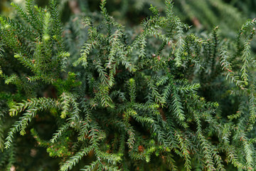 Norfolk Island Pine Latin name Araucaria heterophylla