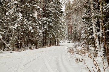 Snow covered trees in a winter forest and white road between them