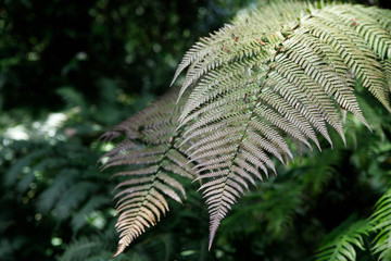 macro Photo of green fern petals. The plant fern blossomed. Fern on the background of green plants.