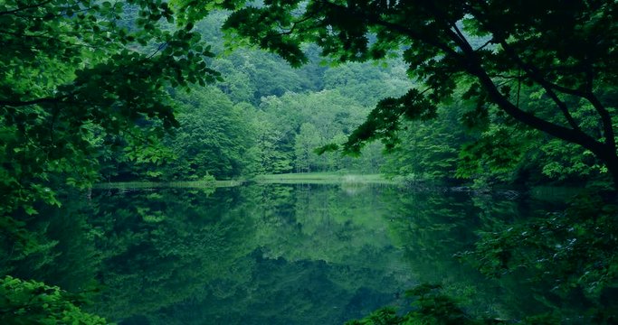 Green forest reflected in lake