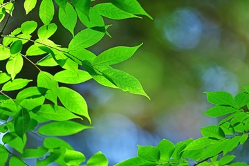 光を浴びて輝く新緑の若葉