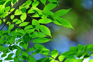 光を浴びて輝く新緑の若葉