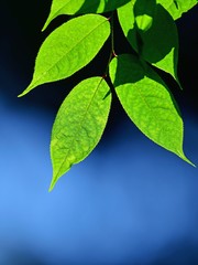 光を浴びて輝く新緑の若葉