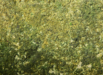 moss on concrete floor texture