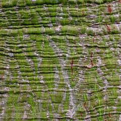 green bark tree texture