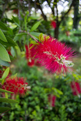 Callistemon or bottlebrushes red flower. Natural background