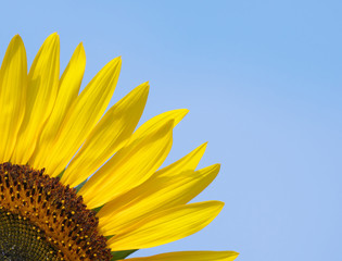 Tokyo,Japan-August 2, 2019: Closeup of Sunflower on blue sky background
