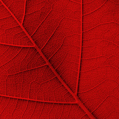 red leaf texture