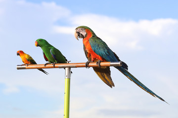 Colorful parrots perched on a branch. 