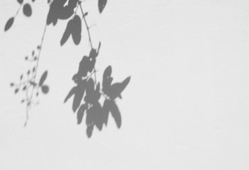 shadow of leaves on white wall background