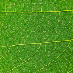 green leaf texture