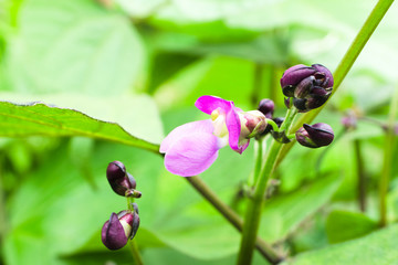 Pink common bean (Phaseolus) flower on a bush in the garden. Agricultural concept, cultivated legumes