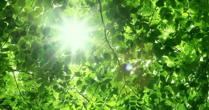 Japanese beech leaves, Nanae, Hokkaido, Japan