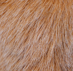 closeup hair dog texture