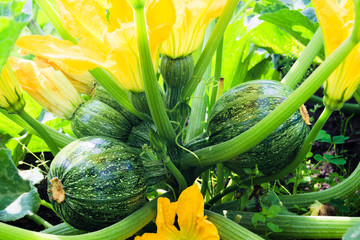 A bush with several zucchini and flowers in the garden. Agricultural concept, harvest season
