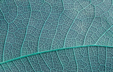 vein of blue leaves texture